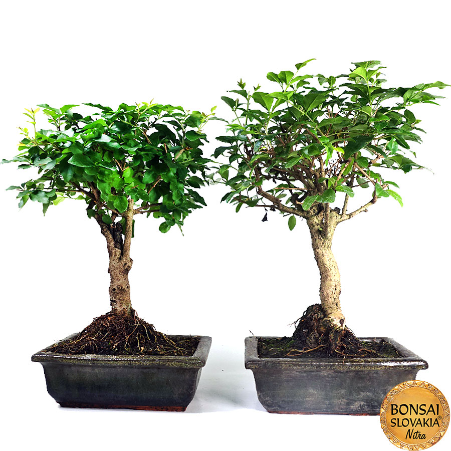 Ligustrum chinensis 26-30 cm