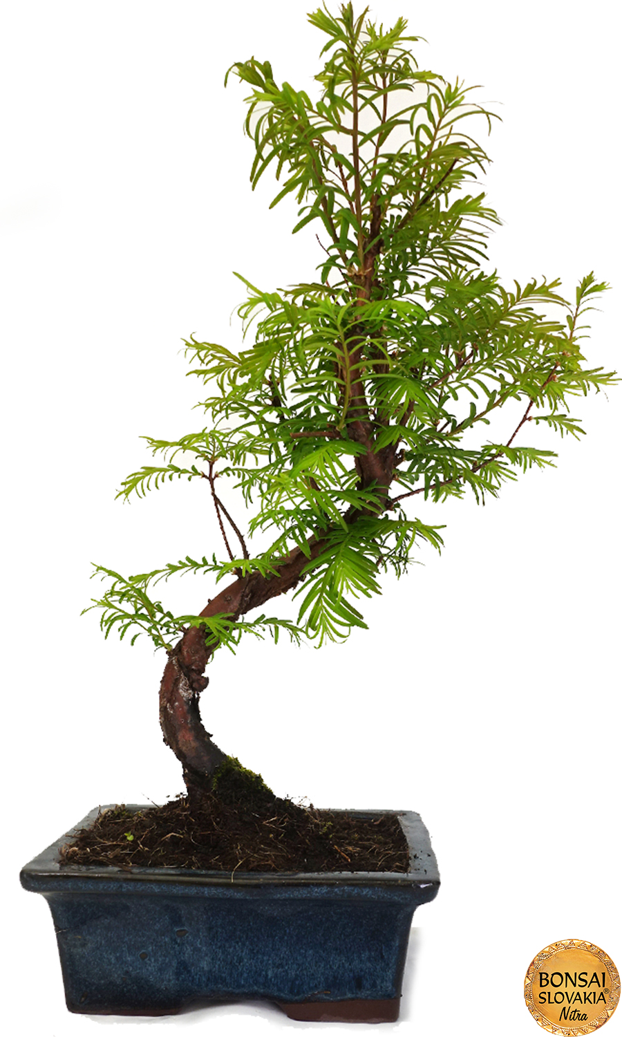 Metasequoia glyptostroboides 