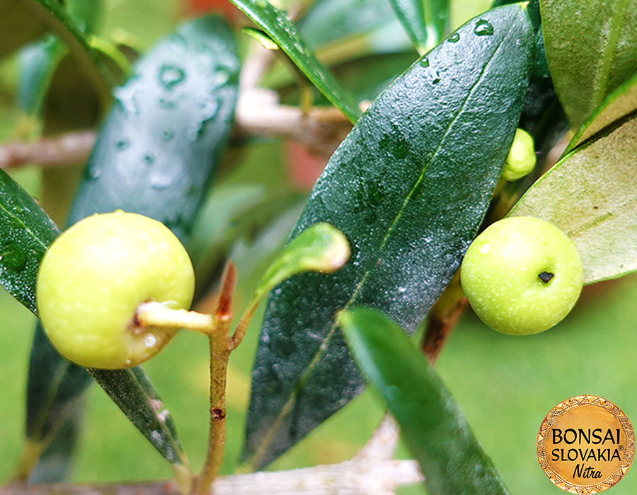 Olea europaea cca 60 cm