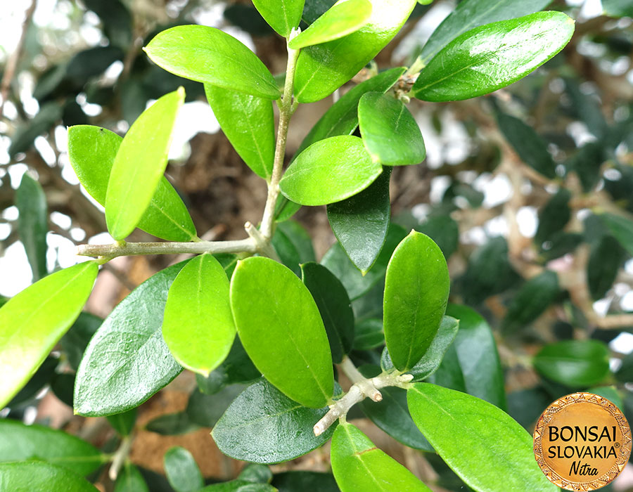 Olea europaea cca 60 cm