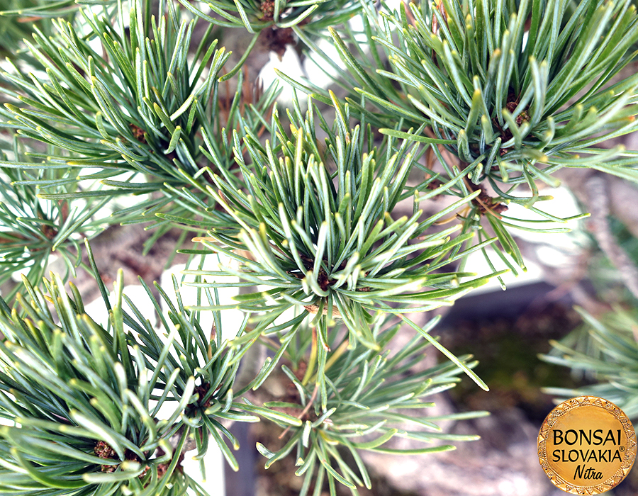 Pinus parviflora 44 cm