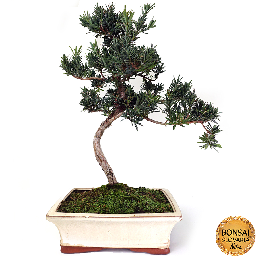 Podocarpus macrophyllus 50-55 cm