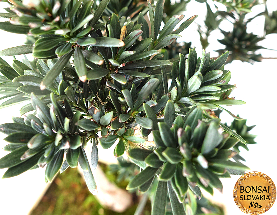 Podocarpus macrophyllus 50-55 cm
