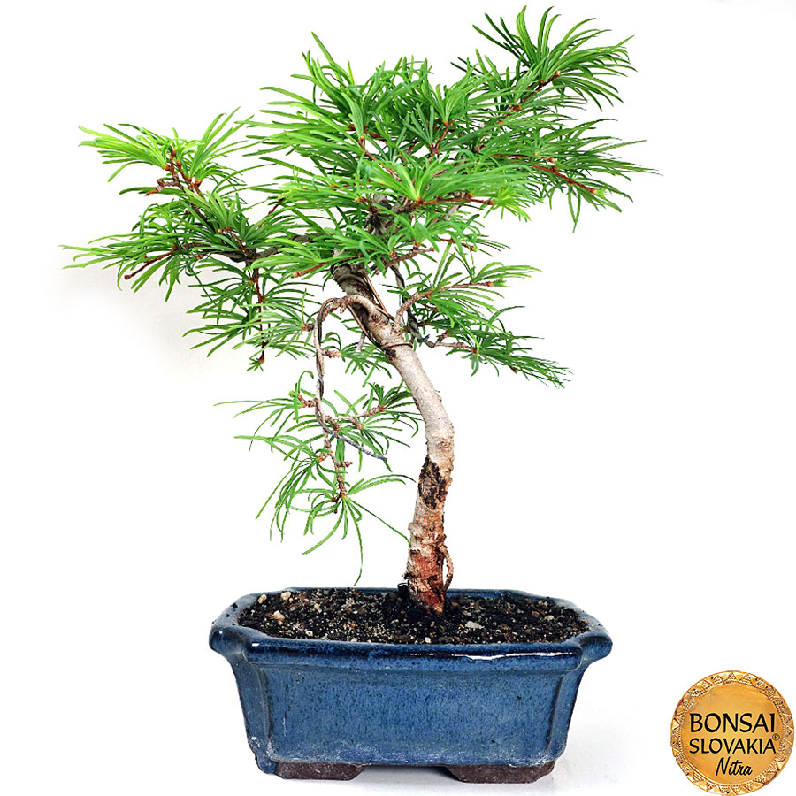 Pseudolarix cca 30 cm