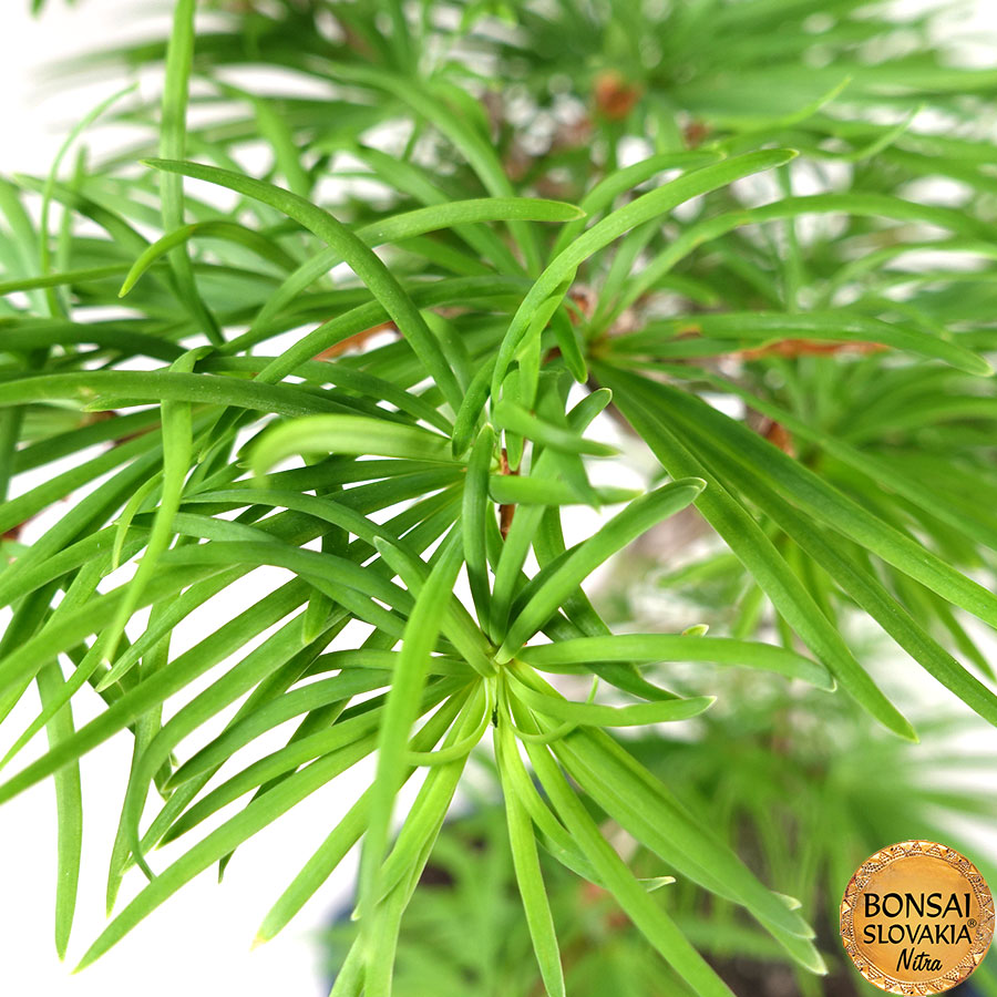 Pseudolarix cca 30 cm