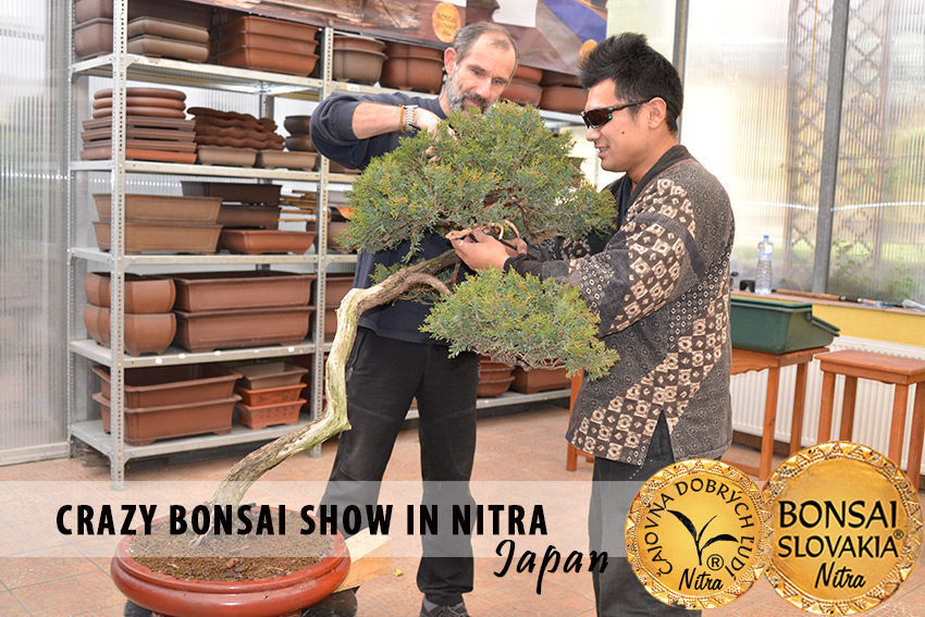 YUSUKE UCHIDA - BONSAI CRAZY