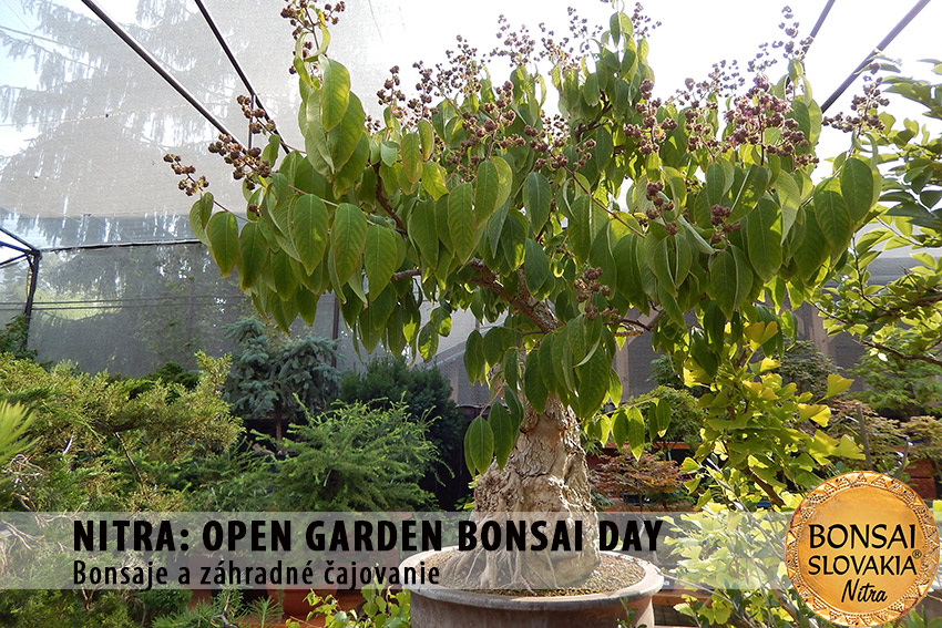 OPEN GARDEN BONSAI DAY  V NITRE