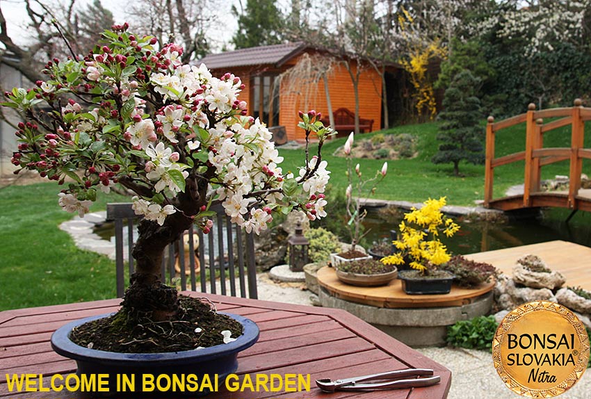 BONSAI ZÁHRADA