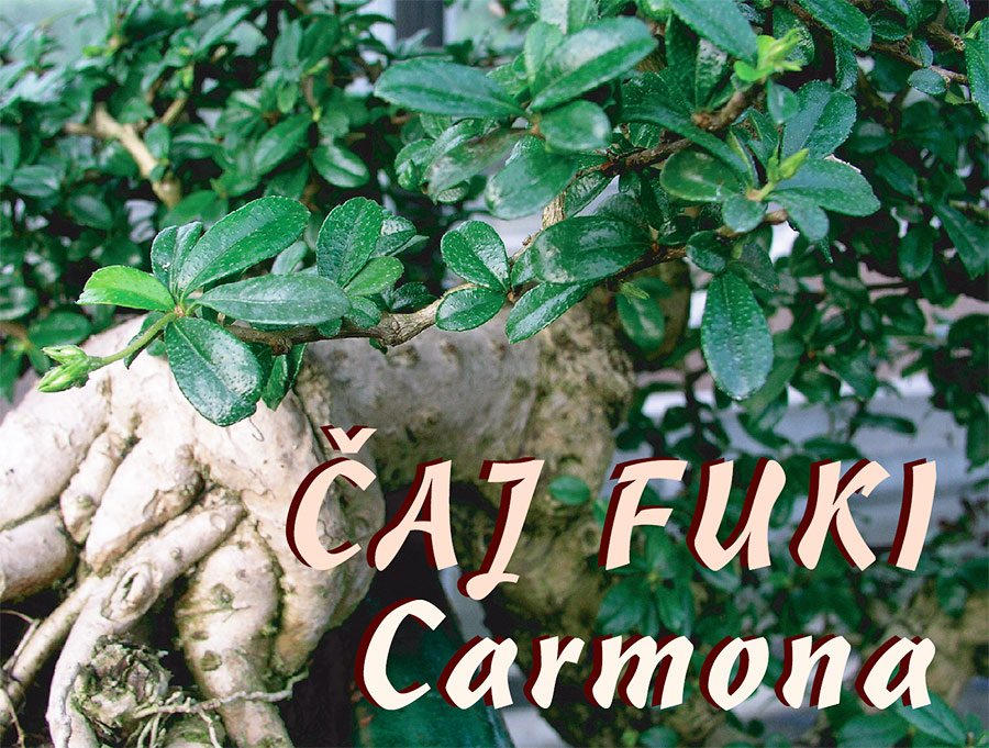 CARMONA - ČAJ FUKI