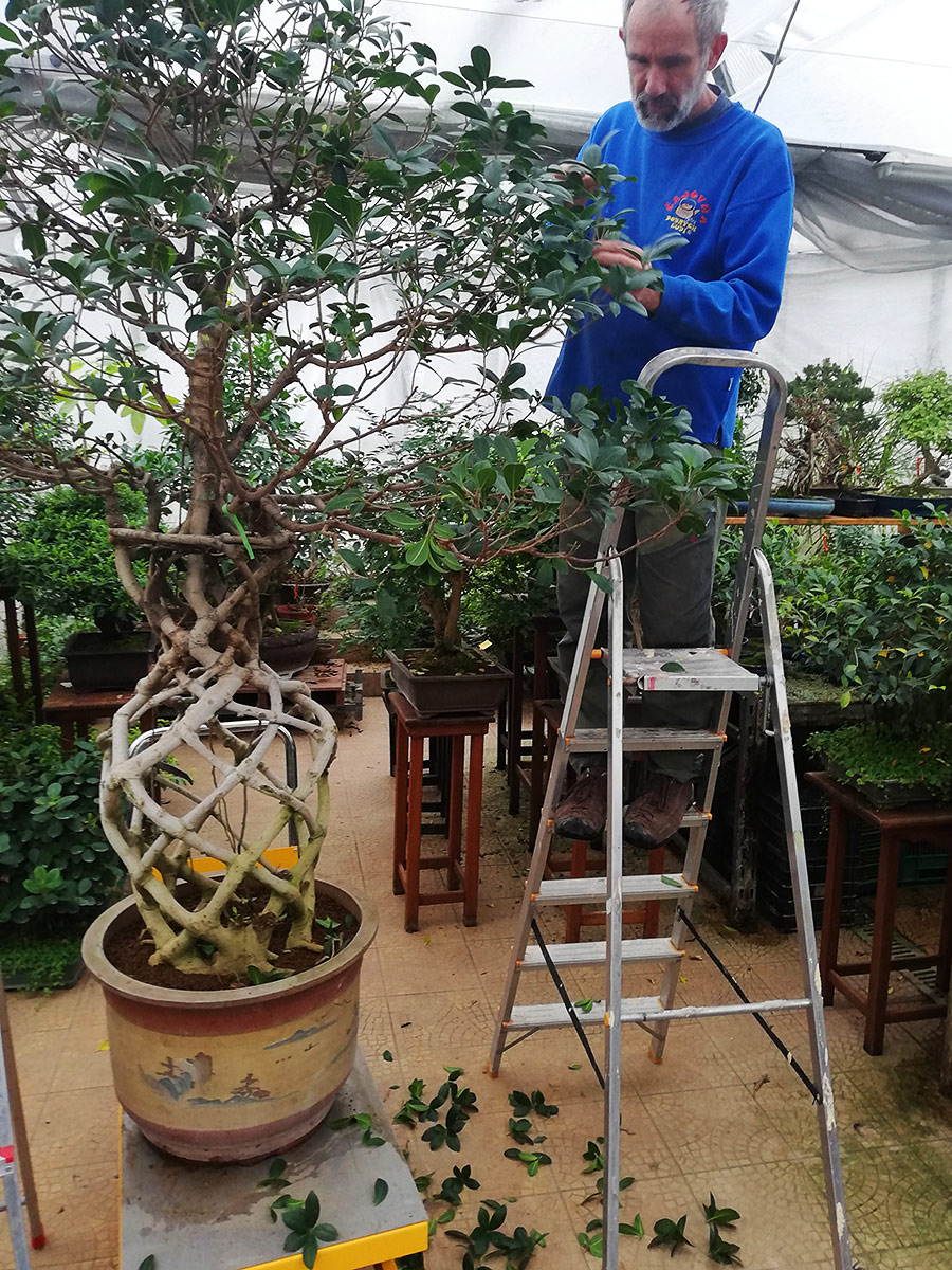 defoliacia 