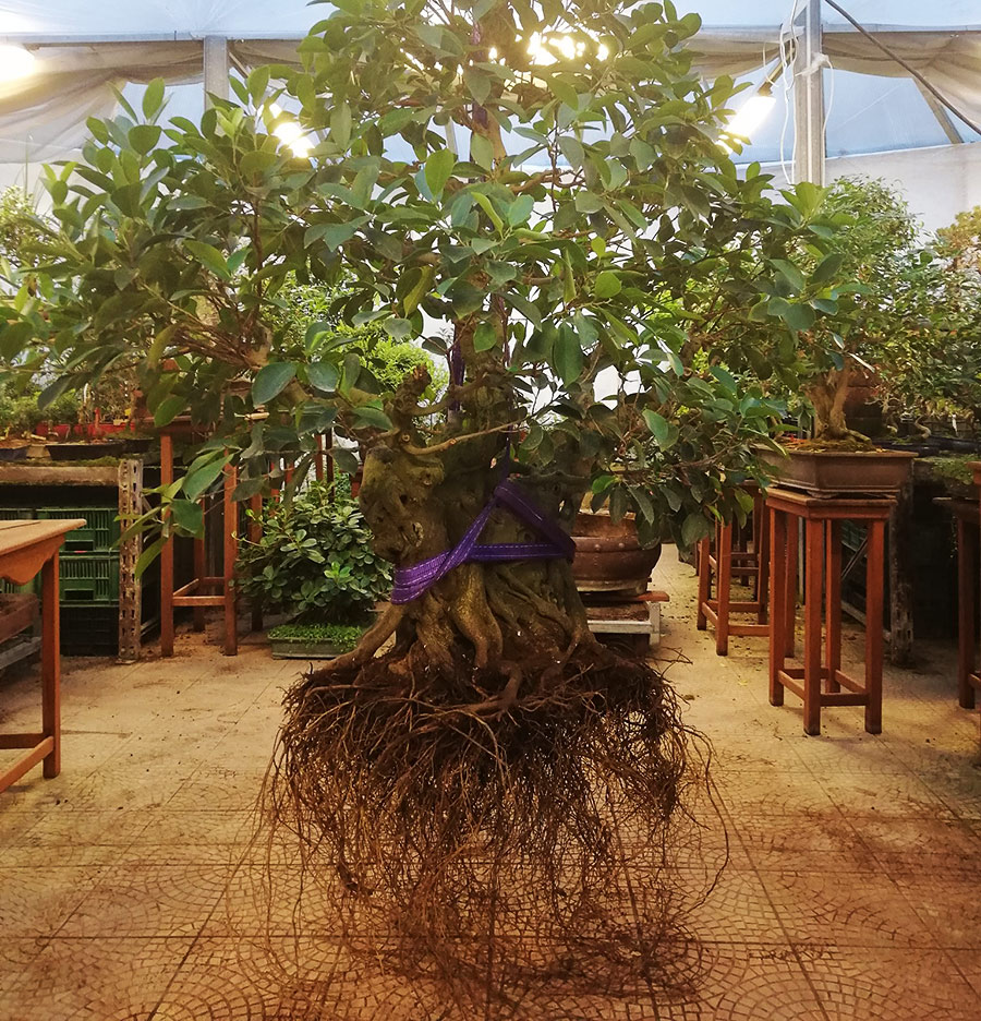 Ficus retusa