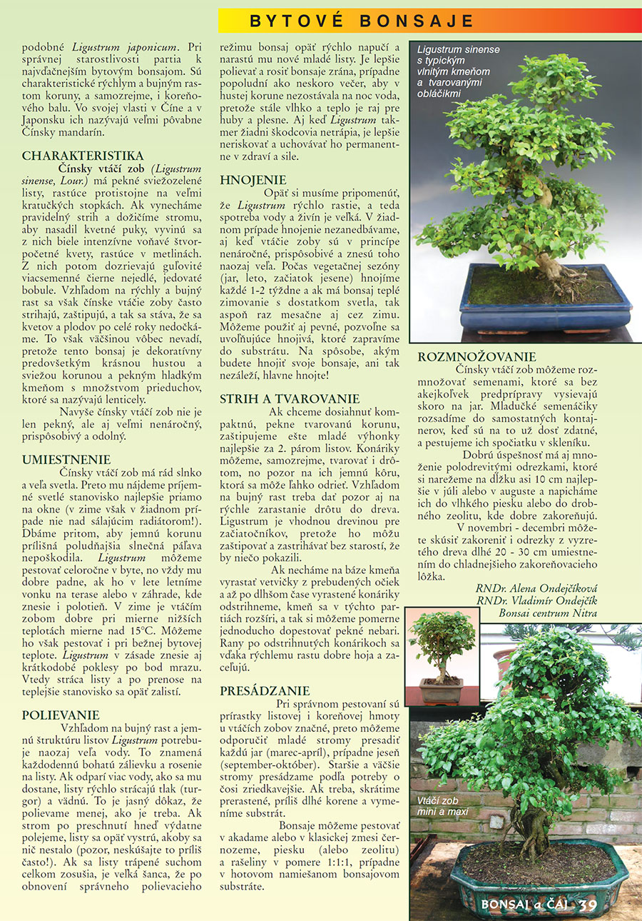 LIGUSTRUM CHINENSIS