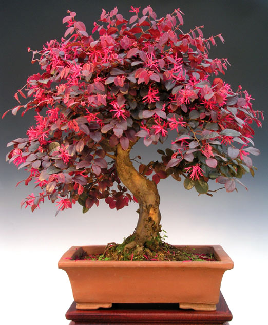 Bytové bonsaje - Indoor Bonsai - Loropetalum chinense- Bonsai centrum Nitra