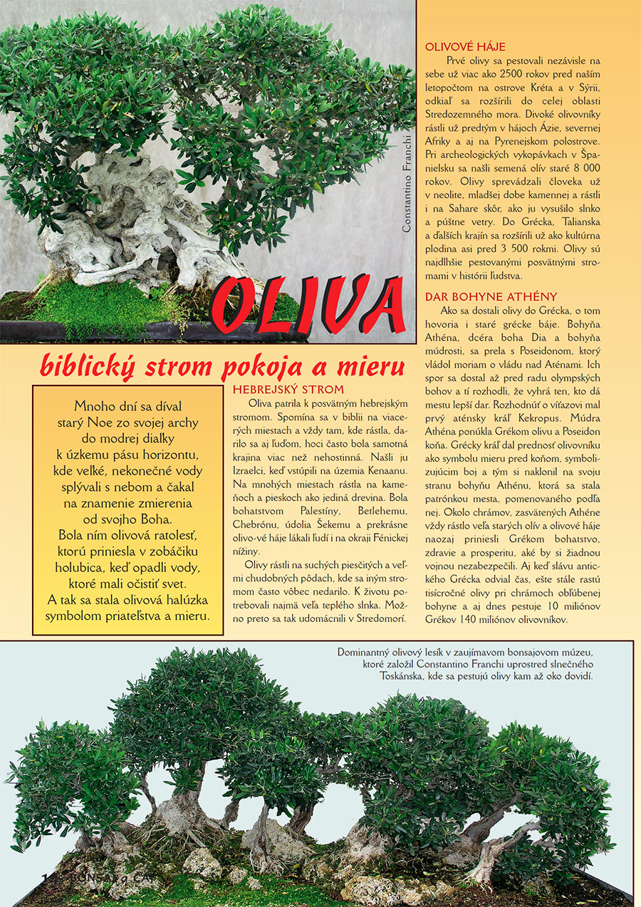 BONSAI OLIVA