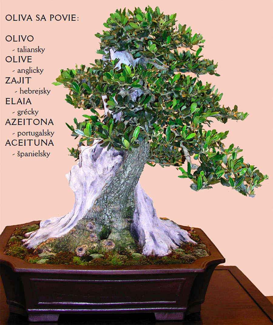 BONSAI OLIVA