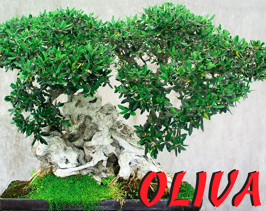 BONSAI OLIVA