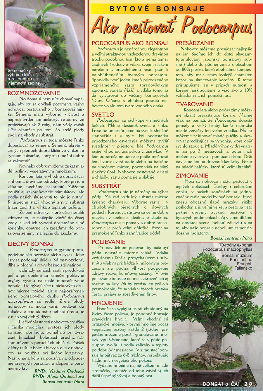 Podocarpus Bonsai
