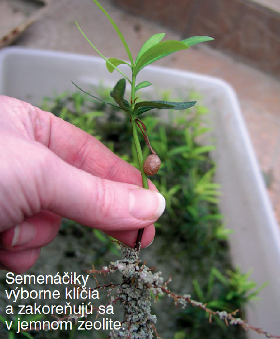 Podocarpus Bonsai