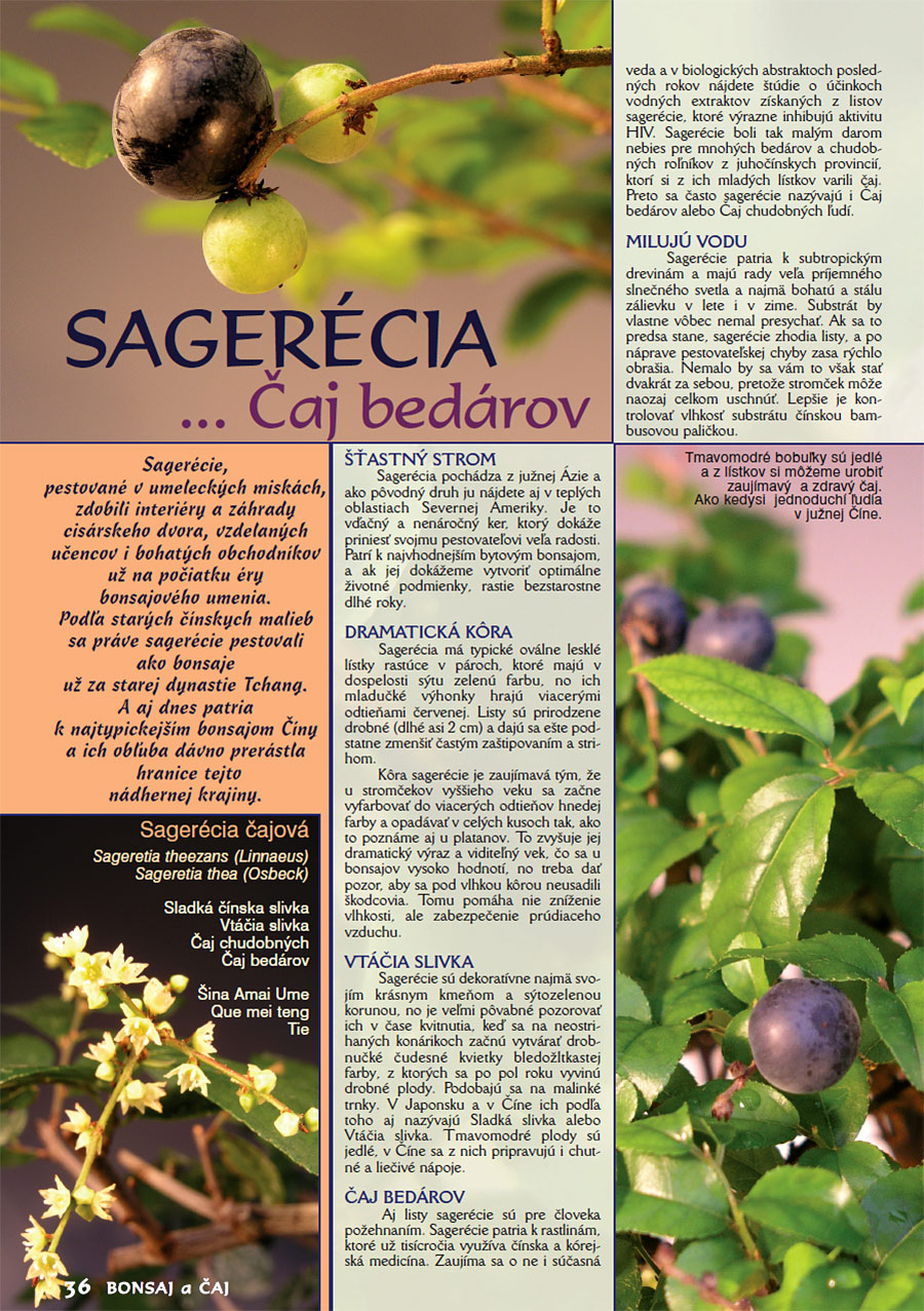 SAGERÉCIA - ČAJ BEDÁROV