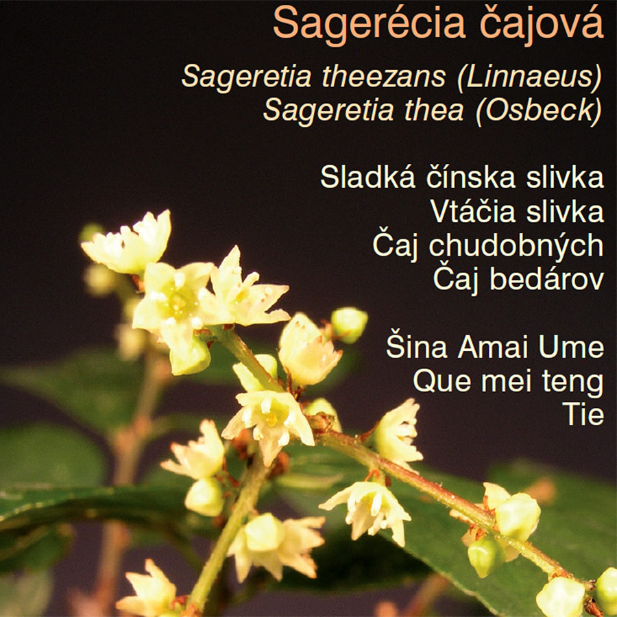 SAGERÉCIA - ČAJ BEDÁROV