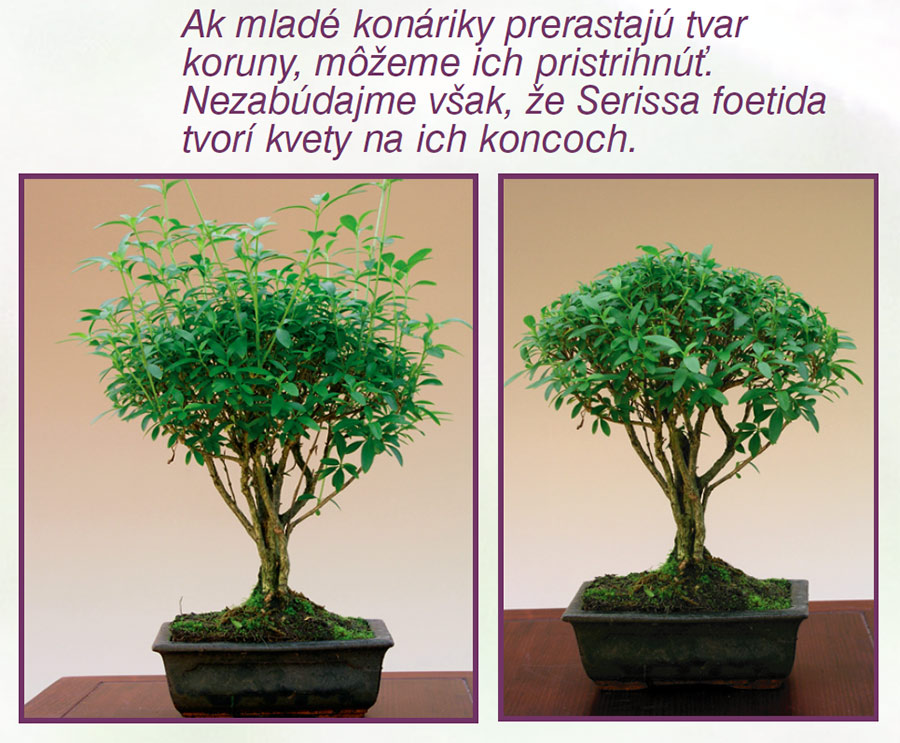 BONSAI - SERISSA