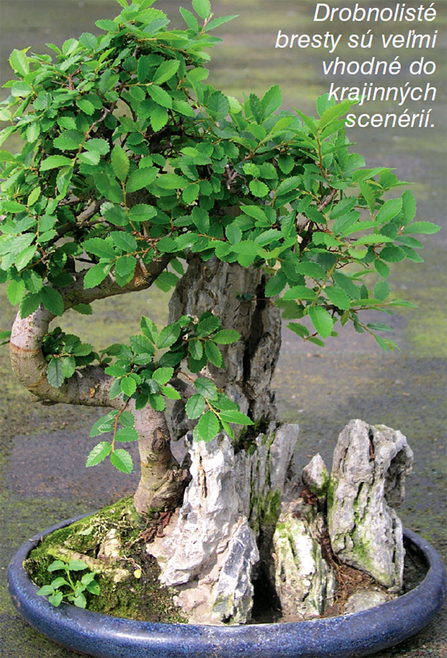 ULMUS PARVIFOLIA -  STROM ELFOV