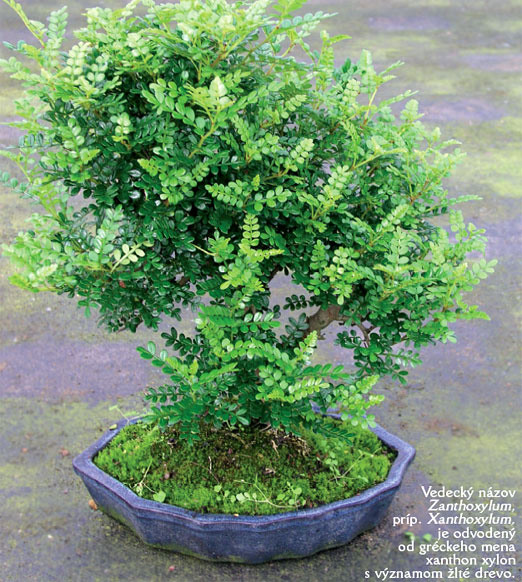 Bytové bonsaje - Indoor Bonsai - Zanthoxylum - Sečuánske korenie - Karagana - Bonsai centrum Nitra