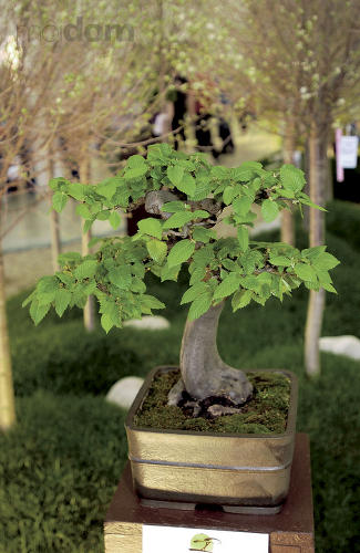 BONSAI SLOVAKIA - NITRA