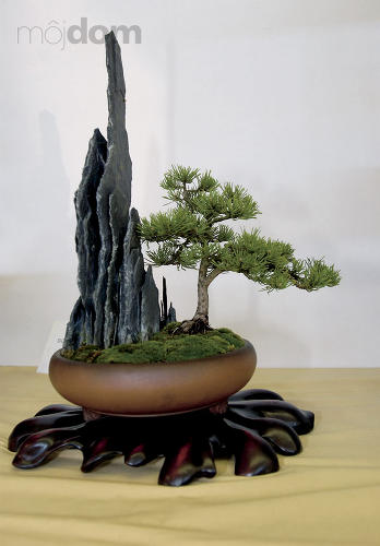 BONSAI SLOVAKIA - NITRA