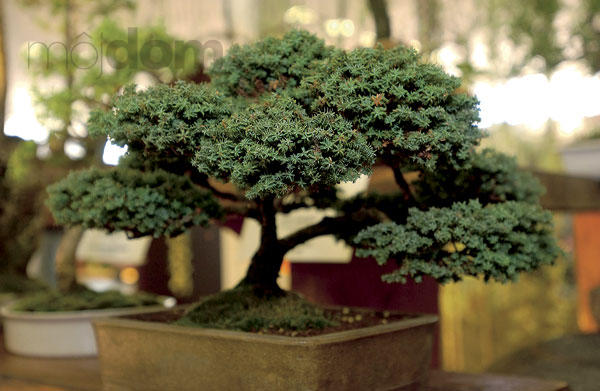 BONSAI SLOVAKIA - NITRA