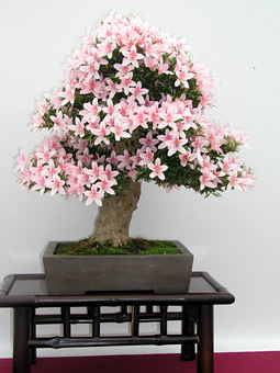 Každoročne v koncom mája rozkvitajú azalky a tak sa v Japonsku i v niektorých európskych krajinách, najmä v Belgicku, Holandsku a Nemecku, konajú špeciálne výstavy zamerané na krásu a rozmanitosť ich kvetov. Satsuki Festival v Belcicku organizuje Marc Bauwens vo svojom bonsajovom centre. Článok o azlkách Rhododendron indicum, nazývaných v Japonsku satsuki sme vám priniesli v 9. čísle magazínu Bonsaj a čaj www.bonsajacaj.sk spolu s radami na ich úspešné pestovanie a krásnymi fotkami.