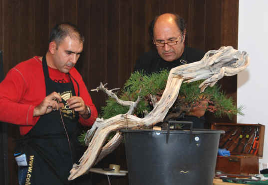 Kongres Bonsai club International Saint Vincent, Taliansko 2008