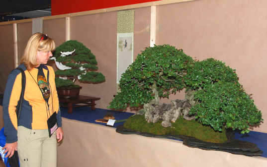 Kongres Bonsai club International Saint Vincent, Taliansko 2008