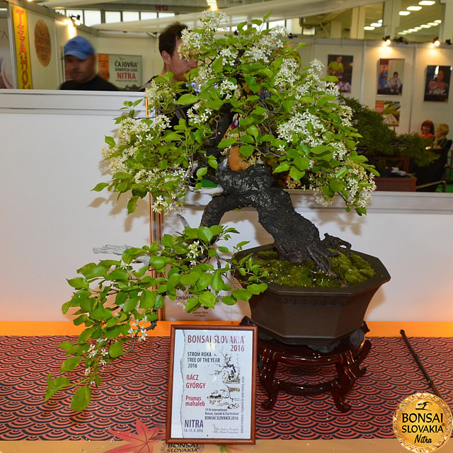 bonsai-slovakia-2016