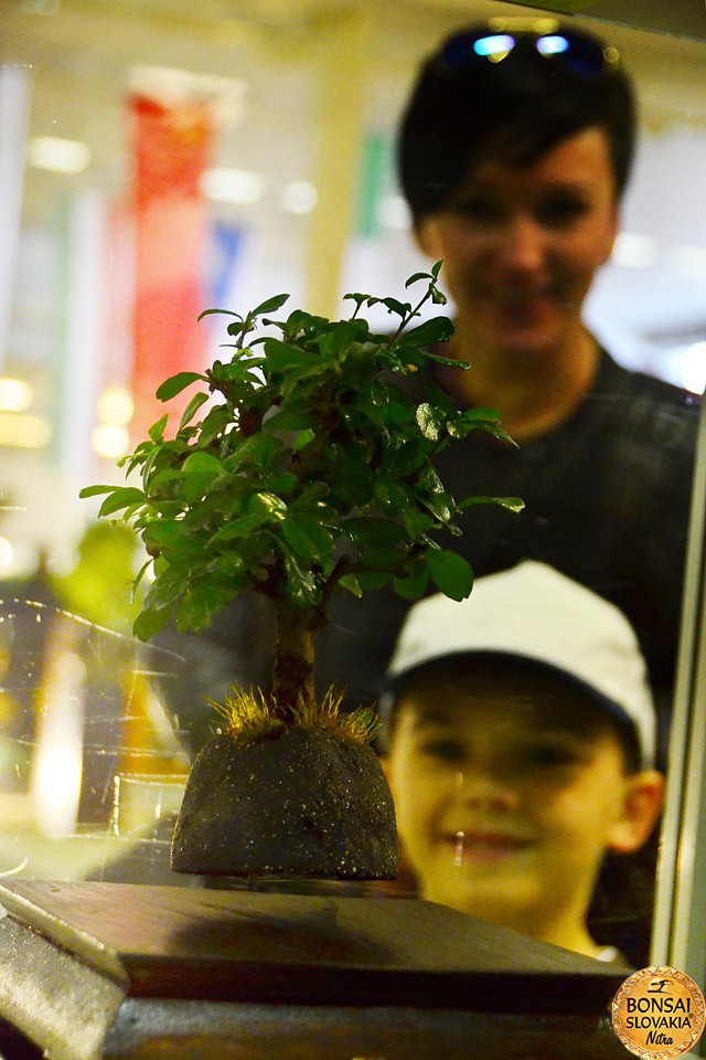 bonsai-slovakia-2016