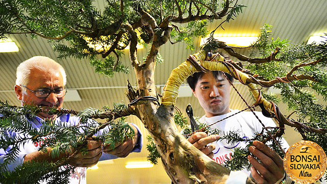 bonsai-slovakia-2016