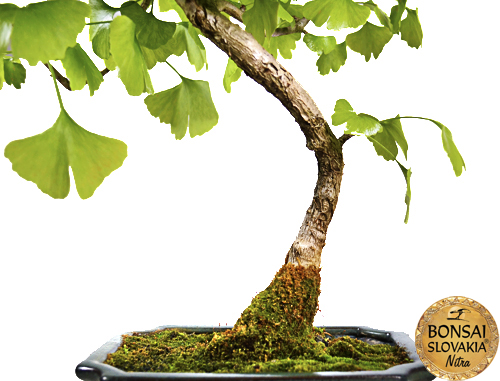 Ginkgo biloba