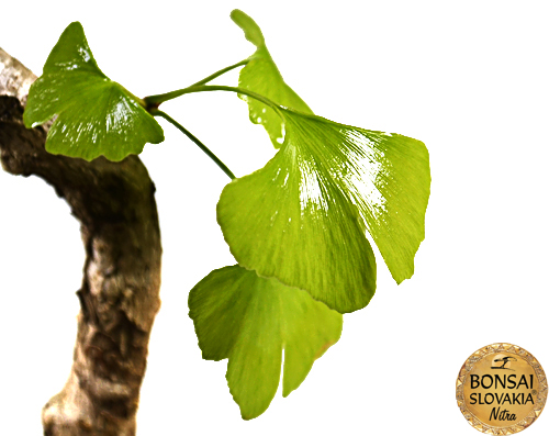 Ginkgo biloba