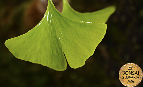 Ginkgo biloba