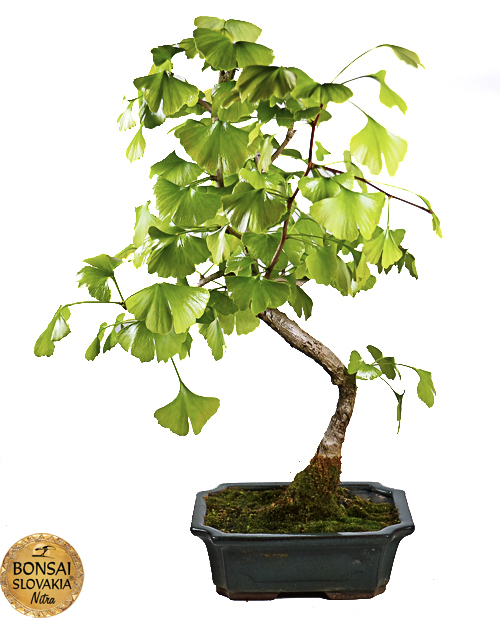 Ginkgo biloba