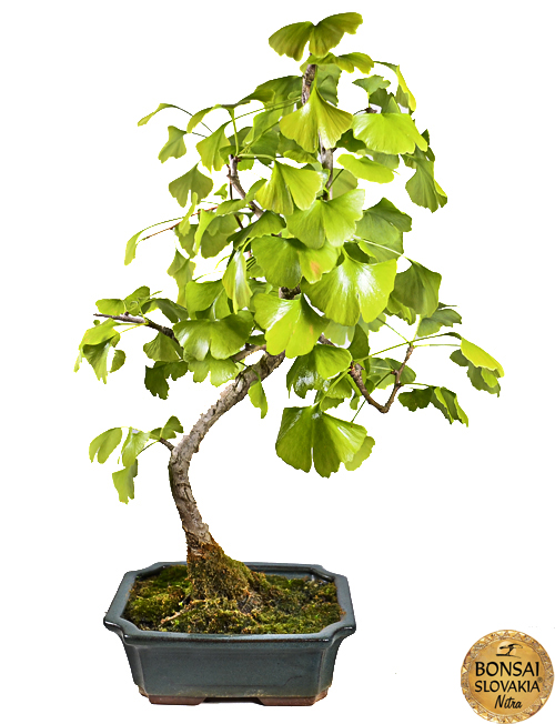 Ginkgo biloba