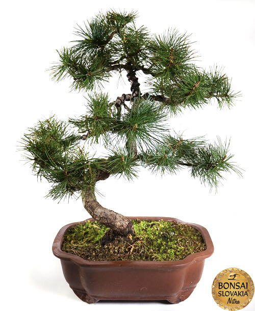 pinus
