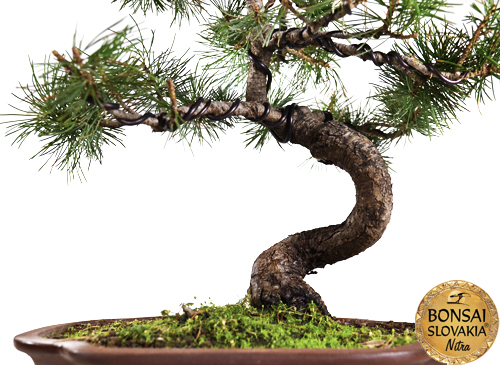 pinus