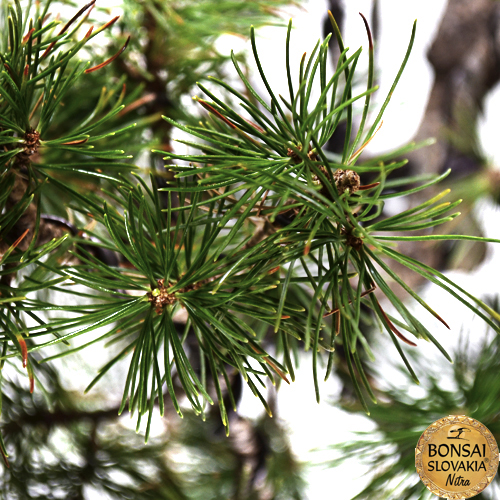 pinus