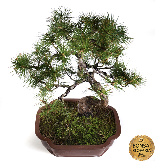 pinus