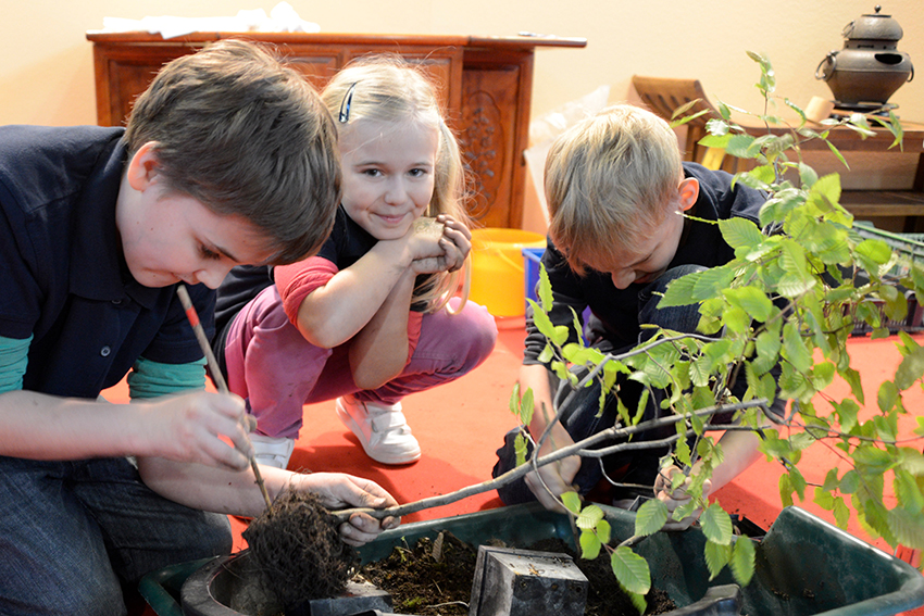 BONSAI SLOVAKIA - NITRA