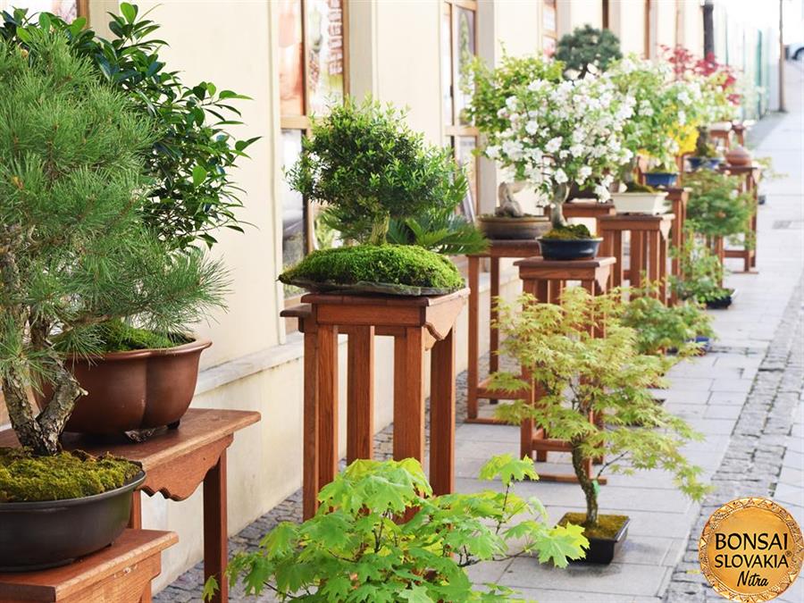 BONSAI SLOVAKIA - NITRA