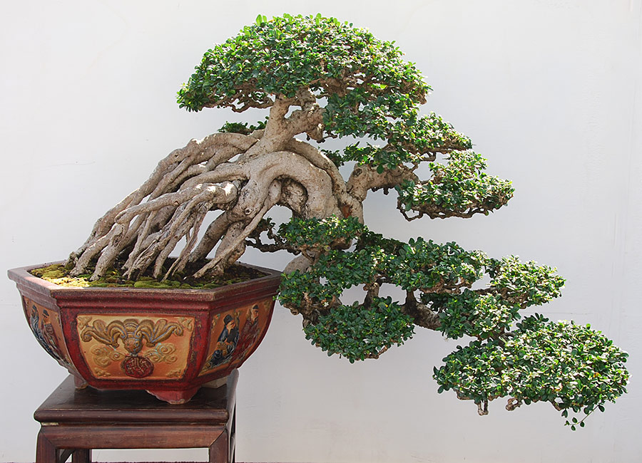 ASPAC, 1. Slovenská bonsajová expedícia na Taiwan