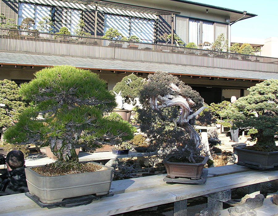 OMIYA - LEGENDÁRNE MESTO BONSAJOV