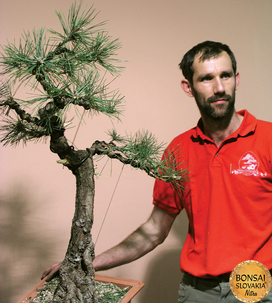 Pinus thunbergii na medzinárodnej výstave Bonsai Slovakia 2003 v Nitre